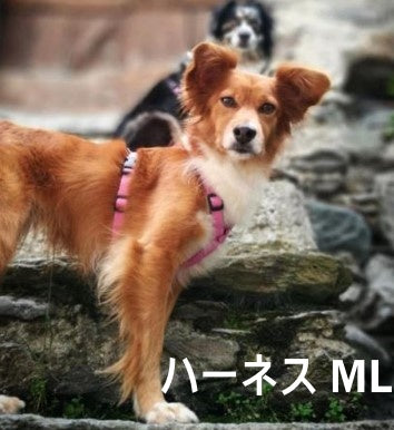 ハキハナ社製ハーネス【H】【MLサイズ】イタリア製  愛犬 犬用 軽量 胴輪 5年保証【全国送料200円】【アキアーナハーネス】