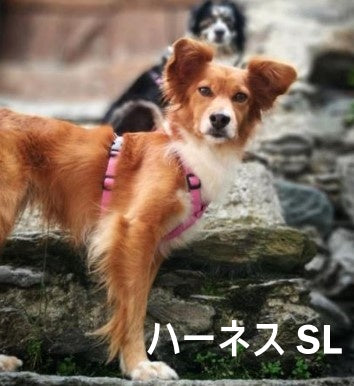 ハキハナ社製ハーネス【H】【SLサイズ】イタリア製  愛犬 犬用 軽量 胴輪 5年保証【全国送料200円】【アキアーナハーネス】